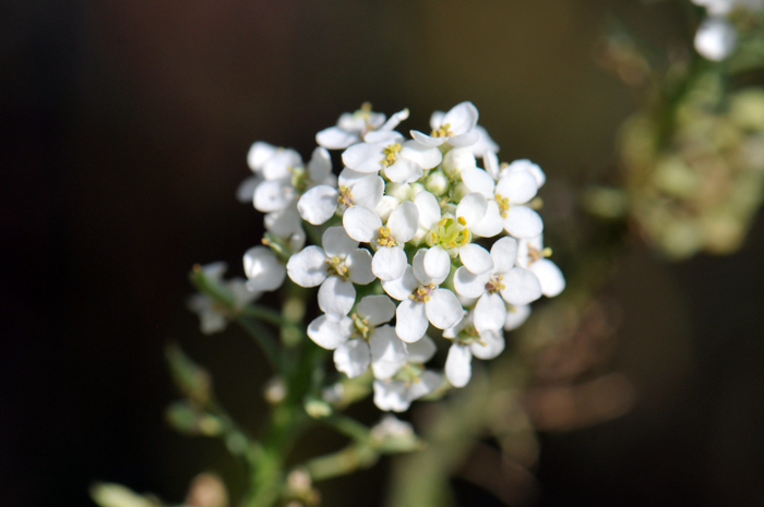 Mesa Pepperwort is an attractive species with its small white showy flowers. This species closely resembles the garden cultivar Sweet Alyssum which is also in the Brassicaceae family. Lepidium alyssoides